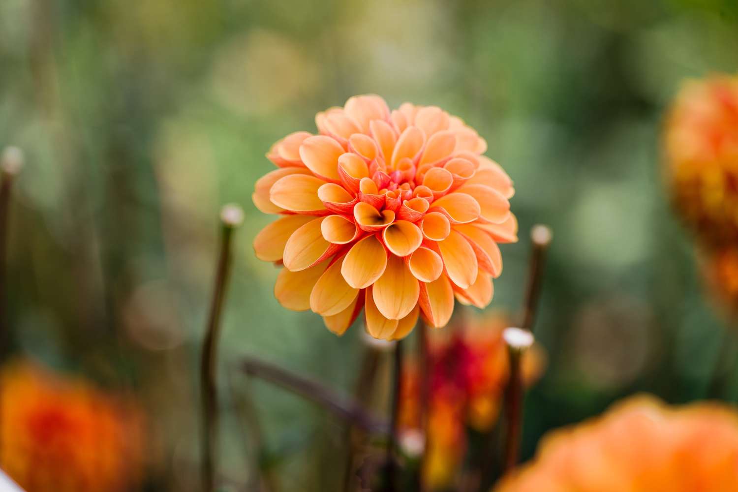 Dahlie 'American Sunset'